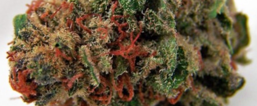 Sour Alien Adverse Reaction