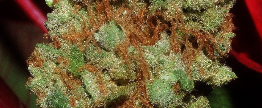 Sour Alien Medical