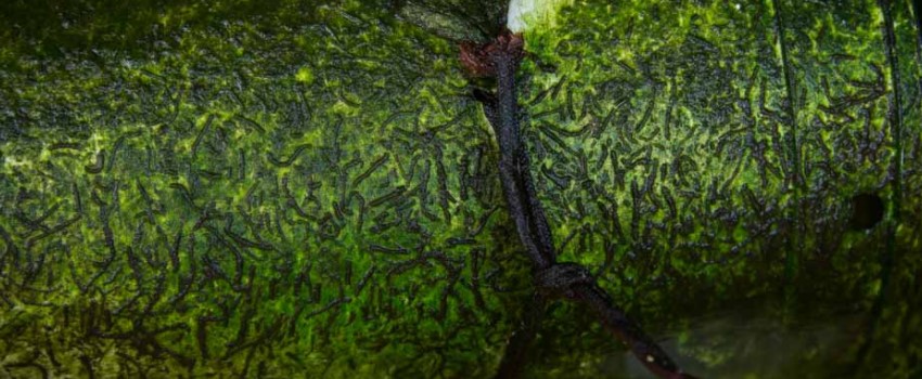 Treating A Setup with Algae