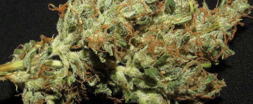 Love Potion No. 1 Medical