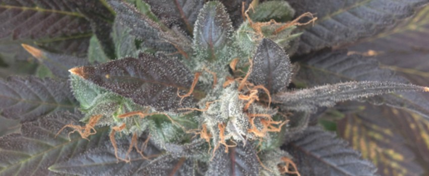 Grape OX Medical