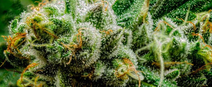 Mickey Kush Effects