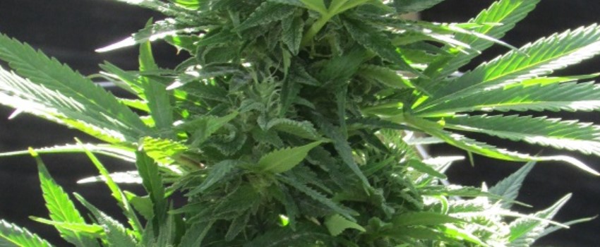 Schrom Medical