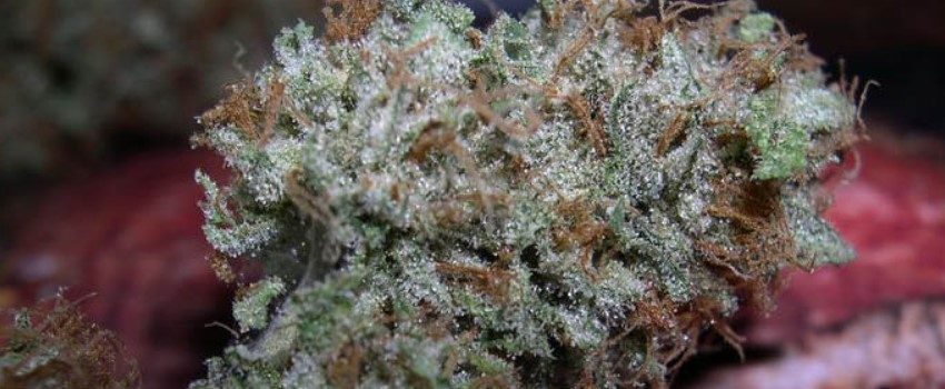 Sour Bubble Adverse Reaction