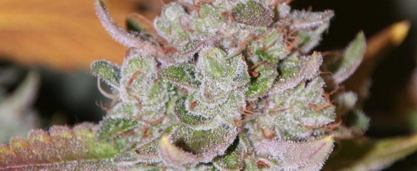 Sour Bubble Medical