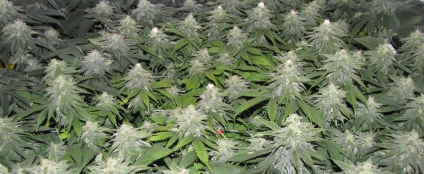 Boost with SCROG