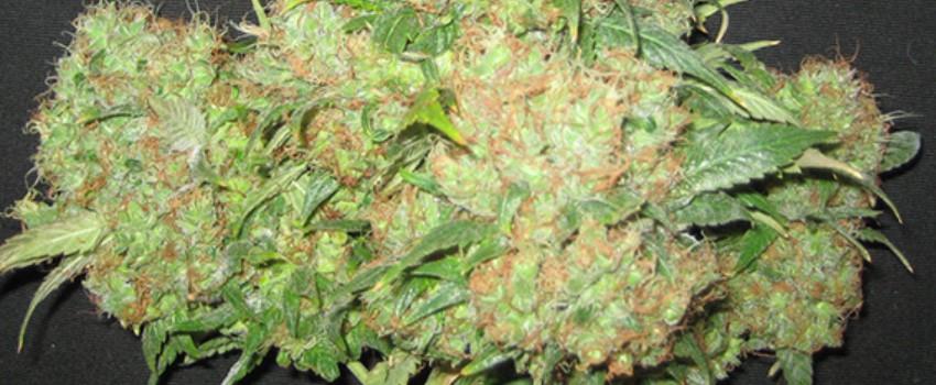 Critical Skunk Adverse Reaction