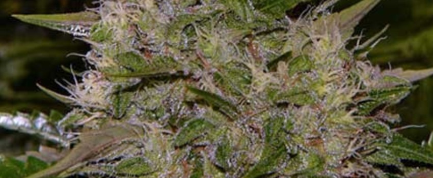 Critical Skunk Medical