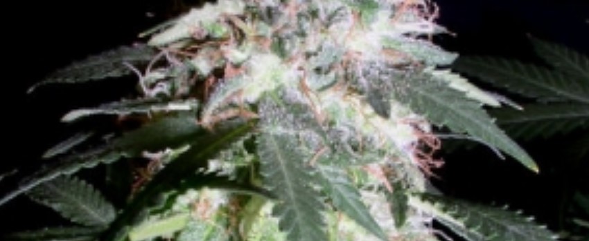 Dream Police Effects