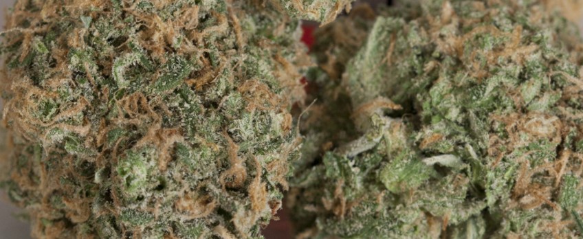 Dream Police Medical