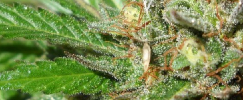Emerald OG Medical