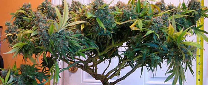 Force Flowering