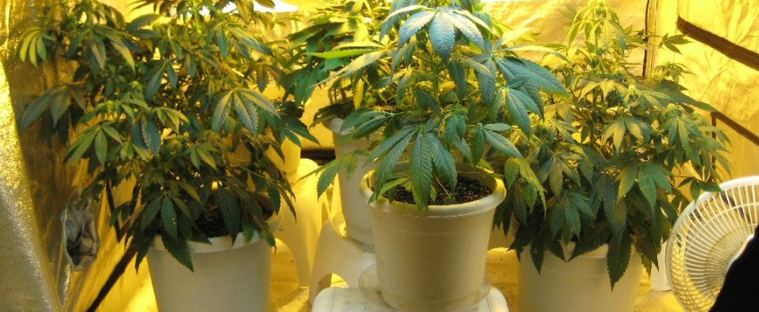Grow Indoors