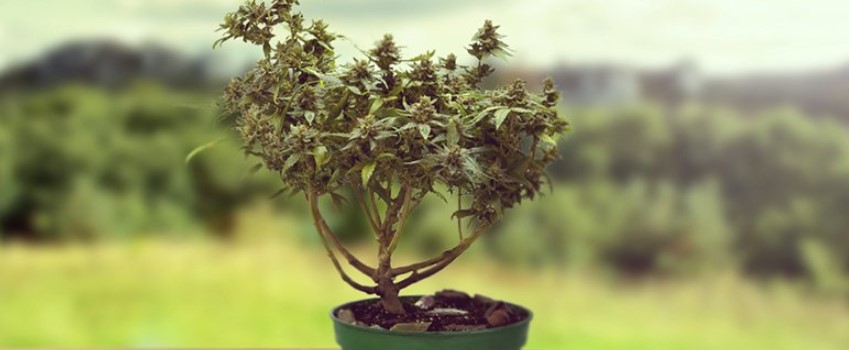 How to Get More Buds Using LST