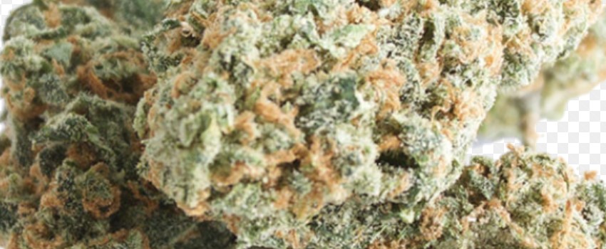 Iced Widow Medical
