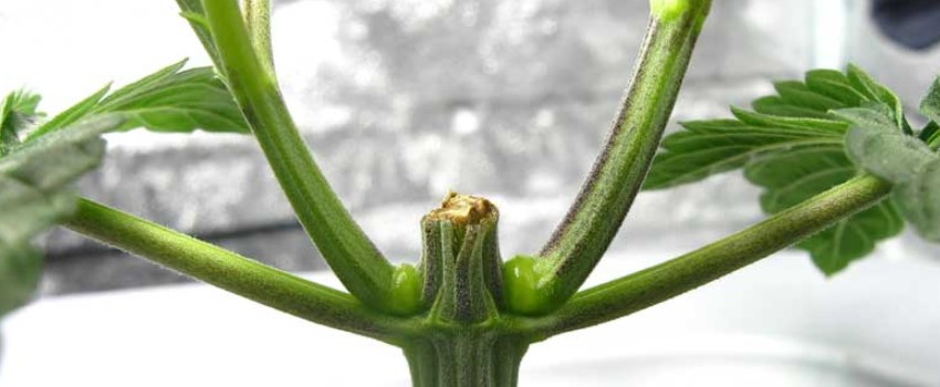 Leave a Little Stem