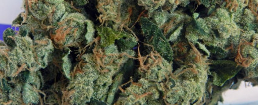 North American Medical
