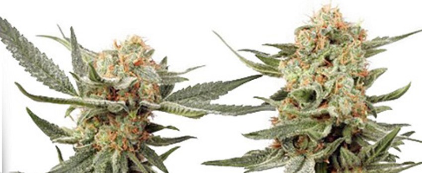 Ortega Growing