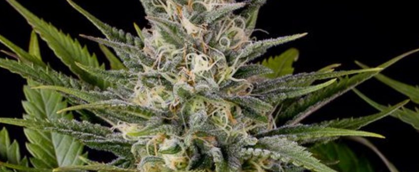 Pineapple Skunk Adverse Reaction