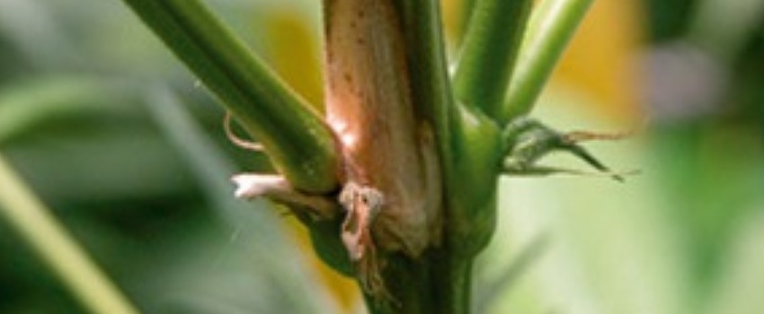 Root Symptom