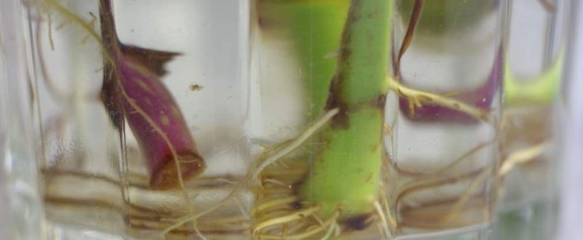 Root the Cuttings