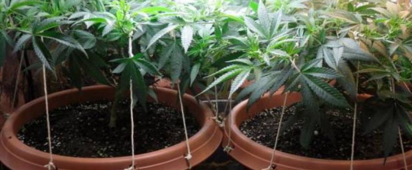Securely Attach Ties to the Plant
