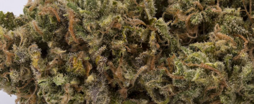 Star Berry Adverse Reaction