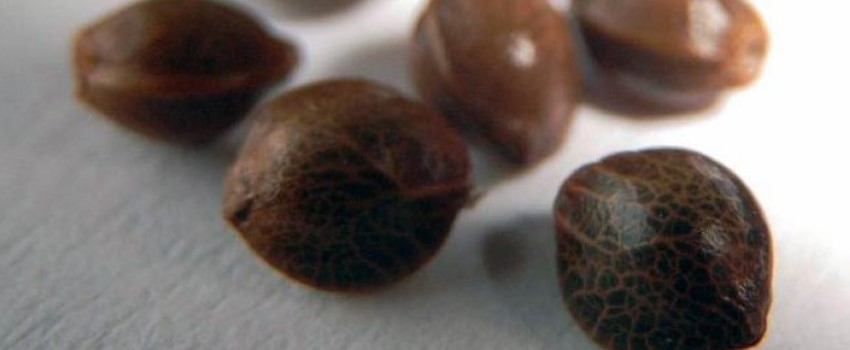 Start with High-Quality Seeds
