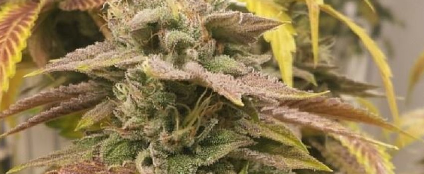 Tahoe Alien Medical