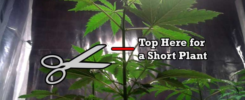 Top the Plant