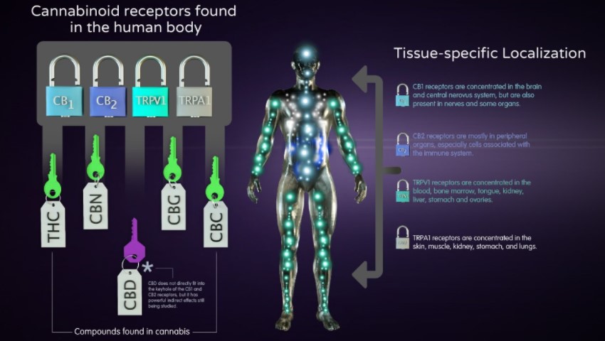 Cannabinoid Receptors