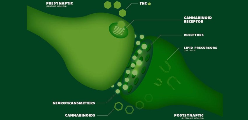 What is the endocannabinoid system?