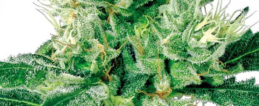 White Haze Adverse Reaction