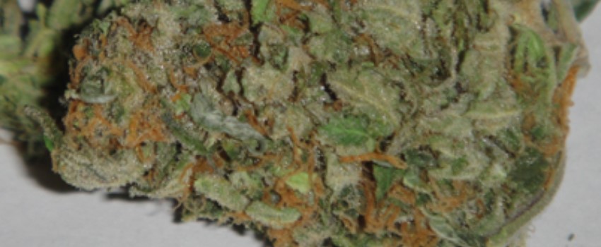 White Haze Medical