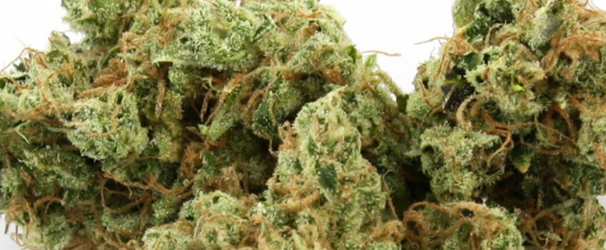 Yogi Diesel Medical