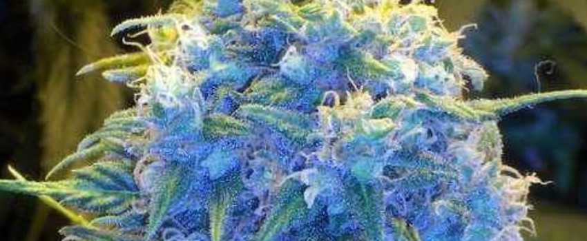 Blueberry Yum Yum Medical