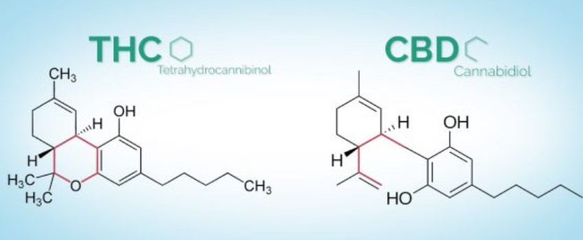CBD vs. THC