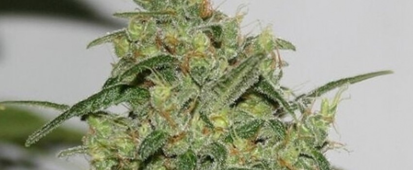 Chong Star Effects