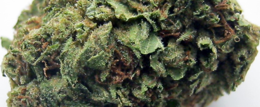 Colorado Adverse Reaction