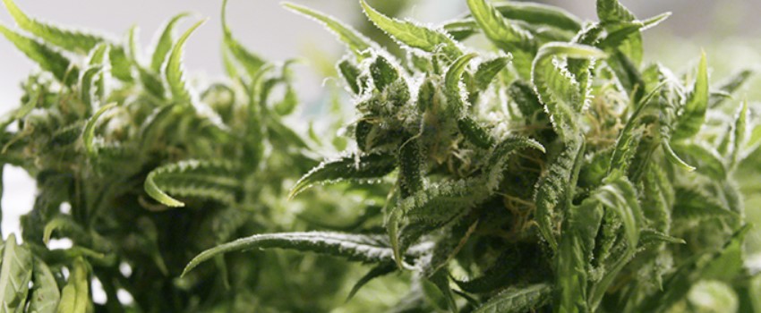 Curing