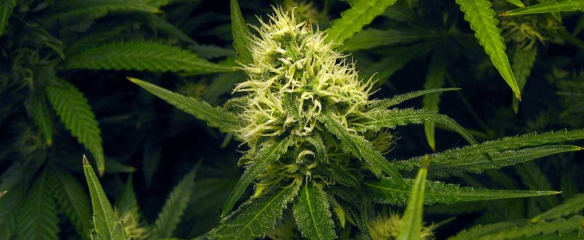 Flowering Phase
