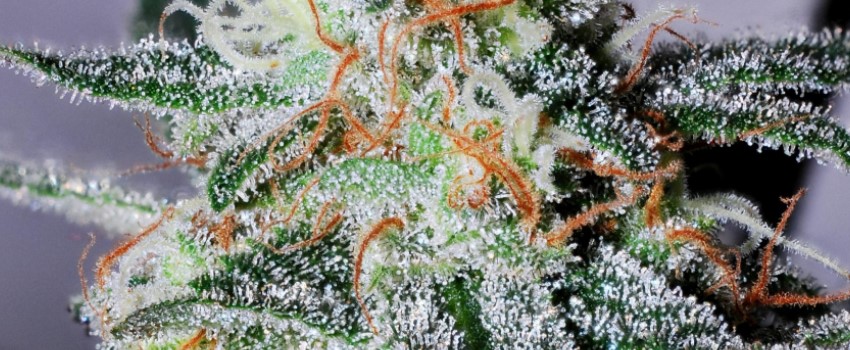 Jack 47 Medical