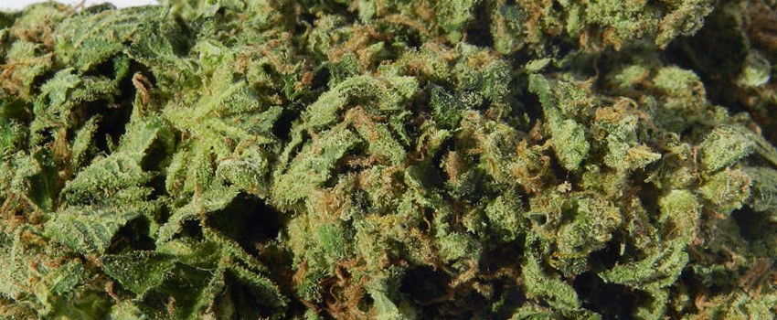 Jack Diesel Adverse Reaction