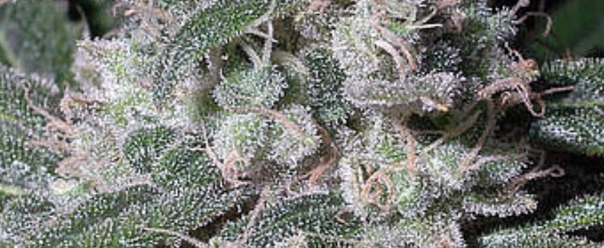 Jack Diesel Medical