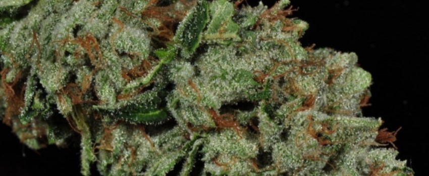 LA Kush Medical