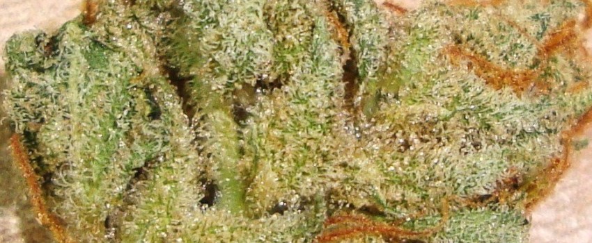 Lemon Bubble Adverse Reaction