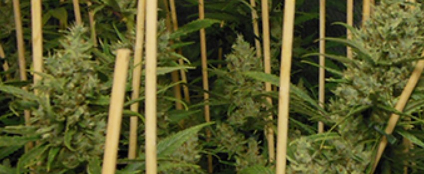 Lemon Bubble Medical