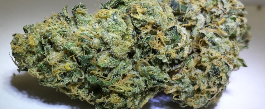 Lost Coast OG Adverse Reaction