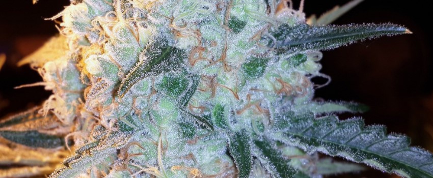 Lost Coast OG Medical