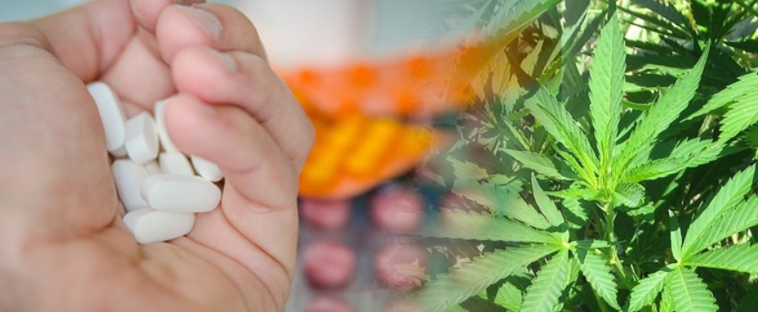 Opioid and Marijuana